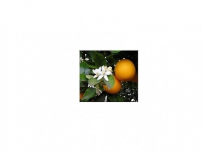 Brume hydratante multi-usage Rose et Fleurs d'oranger