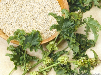 Le quinoa, vous connaissez ? Nous le vendons en vrac au magasin